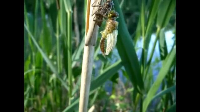 Ярославль,Ляпинская стрекоза(карьер) смотреть онлайн