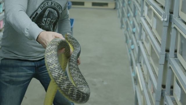 I HAVE THE WORLD'S GREATEST JOB! SnakeBytesTV смотреть онлайн