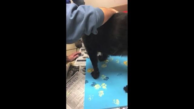 Shelter Animal Art: MCSPCA Happy Tails 2016 смотреть онлайн