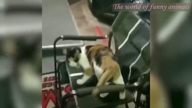 Фантастически смешные кошки и щенки ! Подборка приколов с котами, кошками.собаками и котятами ! смотреть онлайн