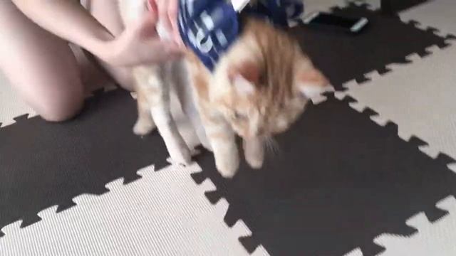 56nyanのハーネスでゴロにゃん смотреть онлайн