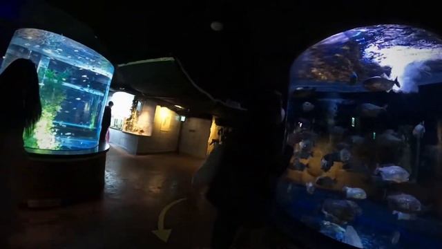Достопримечательности Кореи|| coex aquarium||ЮЖНАЯ КОРЕЯ 2021 смотреть онлайн