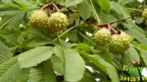 Каштан съедобный и каштан Конский -они не родственники