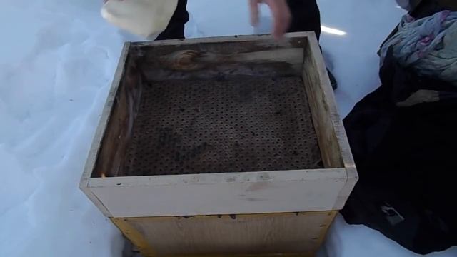 Пчеловодство! Подкормка пчёл зимой смотреть онлайн