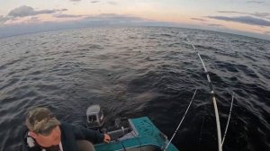 На какие воблеры клюет судак летом на Ладоге? | Ловля судака на троллинг в июле