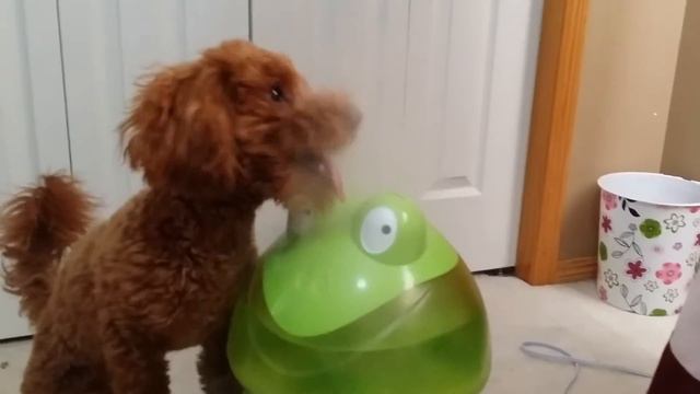 Dog vs Humidifier смотреть онлайн