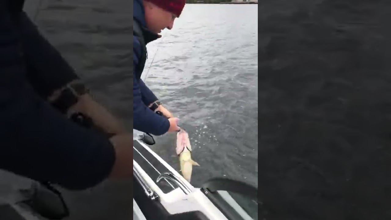 зачётный судак смотреть онлайн