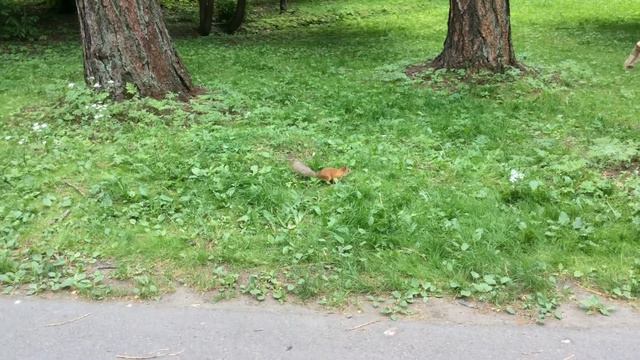 Белки на Елагином острове смотреть онлайн