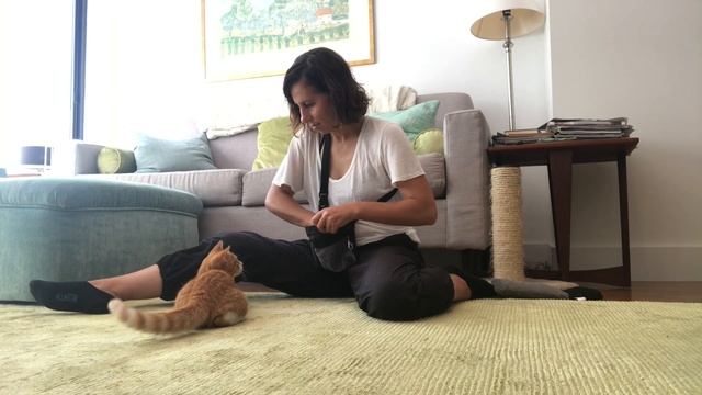 Train Your Cat To Lie Down With Clicker Training смотреть онлайн