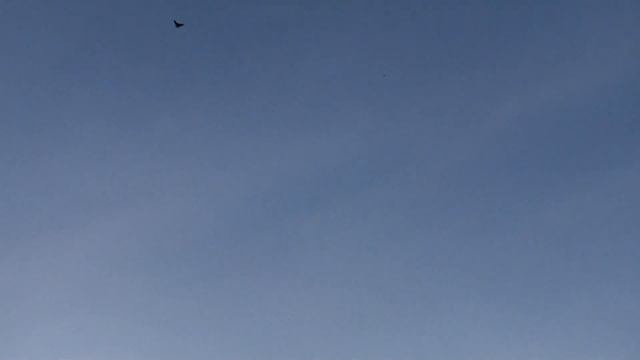 Голуби Володи Полтава выходят в лидеры! смотреть онлайн