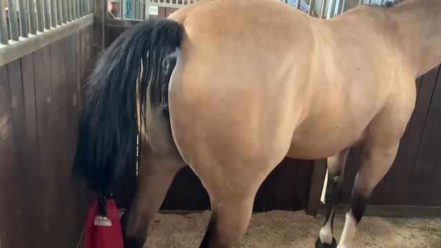 Mare is in heat 🐴 mare is winking 💕 Mare pees 🐴 Horse urinating 🐴 смотреть онлайн