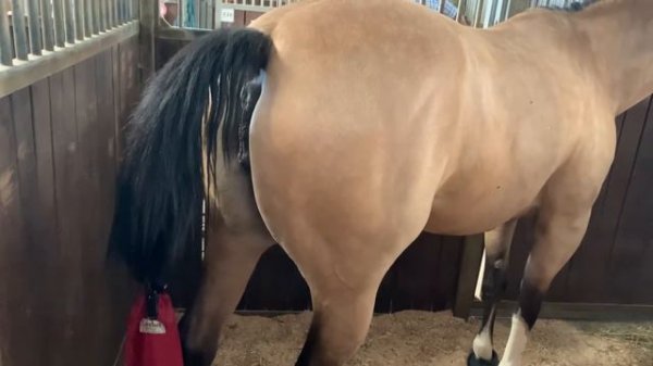 Mare is in heat 🐴 mare is winking 💕 Mare pees 🐴 Horse urinating 🐴