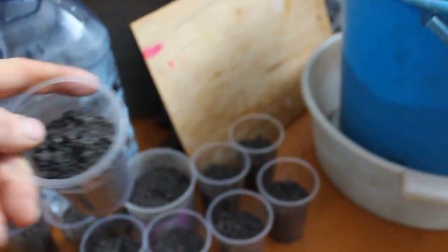 Семена взошли  Рассаживаем ростки