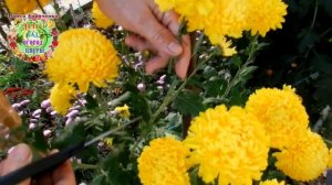 Как вырастить хризантемы с крупными цветами.Что нужно делать, чтобы крупноцветковые хризантемы за..