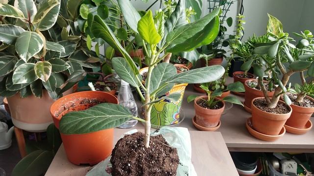 Ficus Audrey Leaf Curl