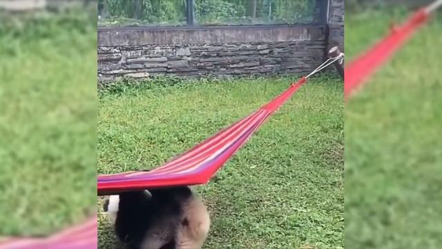 ? Funny Pandas 2021 ? [Funny Pets] смотреть онлайн