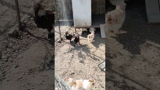 Петушки уезжают в другое хозяйство!! Чищу приусадебный участок, дела не заканчиваются!! смотреть онлайн