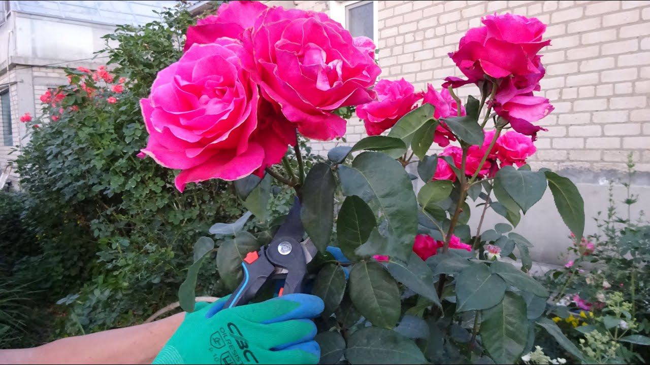 Розы. Обрезка кустовых роз летом. смотреть онлайн
