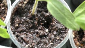 Как часто поливать рассаду помидор. Придерживайтесь этих правил и ваша рассада не будет болеть