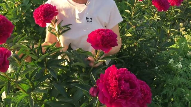 Kansas peony. Канзас пион. Пулков сад. смотреть онлайн