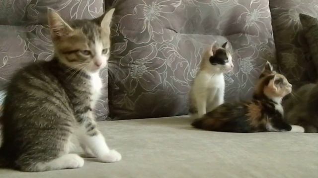Котята * Kitty смотреть онлайн