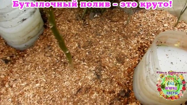 Бутылочный полив - это круто! смотреть онлайн