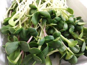 .Как вырастить микрозелень подсолнечника