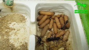 Развитие муравьев вида Myrmecia pyriformis (Мирмеция) с одной матки и до заселения в огромную ферму
