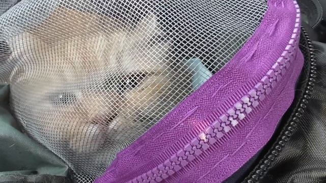 ЧТО СЛУЧИЛОСЬ С ФИЛЕЙ? Замечтался о кошке Мурке и выпал из окна!!! смотреть онлайн