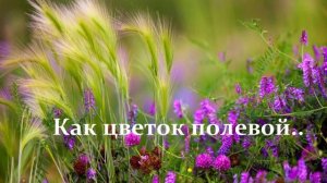 Как цветок полевой..