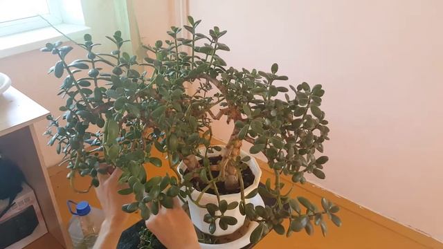 Стрижка денежного дерева смотреть онлайн