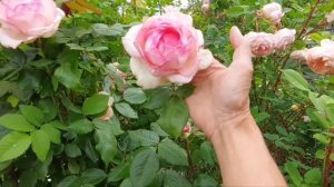 Роза Honore de Balzac.