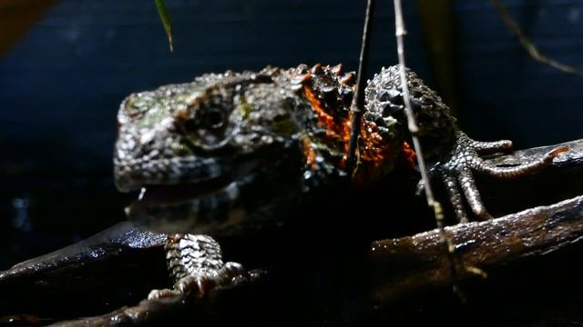 Chinesische Krokodilschwanz-Echse (Shinisaurus crocodilurus) Shinisauridae – Crocodile lizard смотреть онлайн