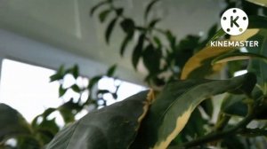 Выращивание цитрусовых дома. Лимон Пинк Эврика вариегатный.