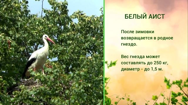 «Живая азбука». Белый аист смотреть онлайн