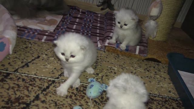 Маленькие котята учатся ходить смотреть онлайн