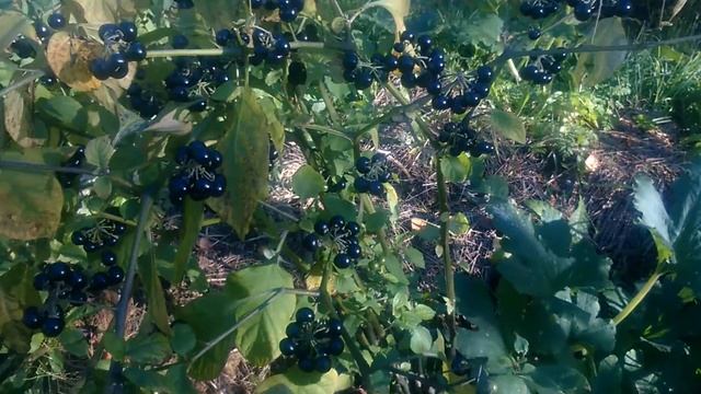 Познакомлю вас с ягодой САНБЕРРИ, которая выросла у меня на даче смотреть онлайн