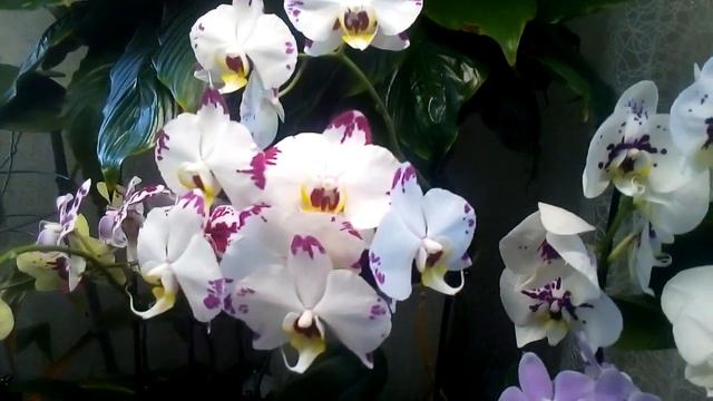 Размещение орхидей среди других цветов смотреть онлайн