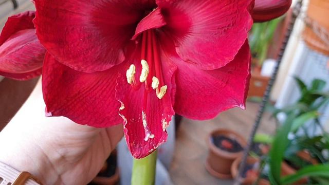 Benfica hippeastrum смотреть онлайн