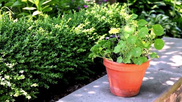 Использование растений в контейнерах в ландшафтном дизайне смотреть онлайн