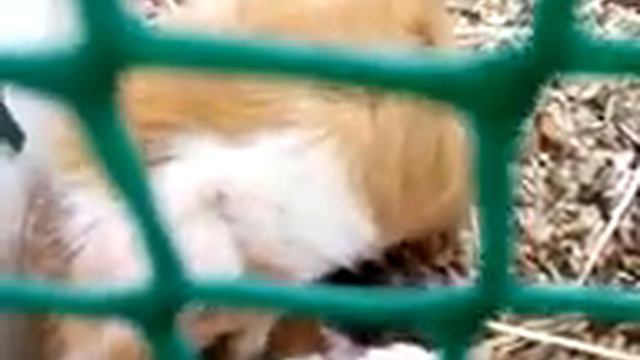 Морская свинка родила смотреть онлайн