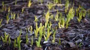 Окружающий мир. 2 класс. В гости к весне.