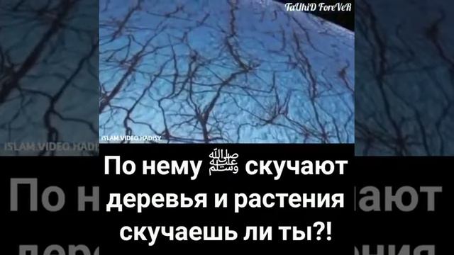 По нему (САЛЛАЛЛАХ1У 1АЛАЙХ1И ВАСАЛЛАМ) скучают деревья и растения, скучаешь ли ты?! смотреть онлайн