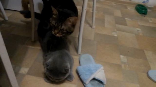 Вязка шотландской породы смотреть онлайн