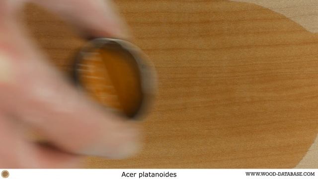 Norway maple (Acer platanoides) смотреть онлайн