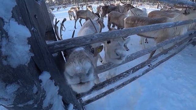 Н. А. Тучкова — cекреты управления оленем как транспортным средством. смотреть онлайн