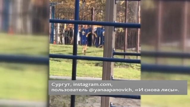 В Нефтеюганске вместо уличного фонаря загорелся факел смотреть онлайн