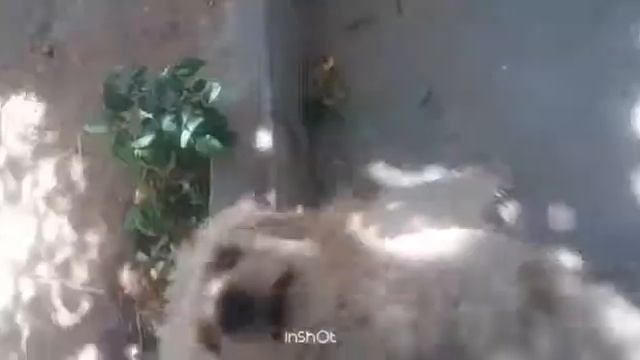 Куда они уходят? Песня собаки Бони смотреть онлайн