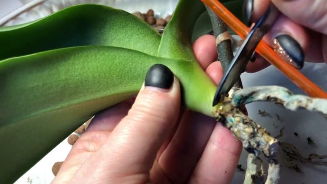 ? Бедняжка "Дарвин"/ Результат Пересадки /Реанимация смотреть онлайн