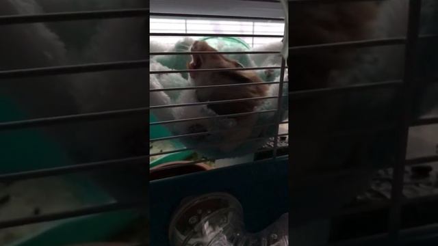 Как зевает хомяк #shorts смотреть онлайн